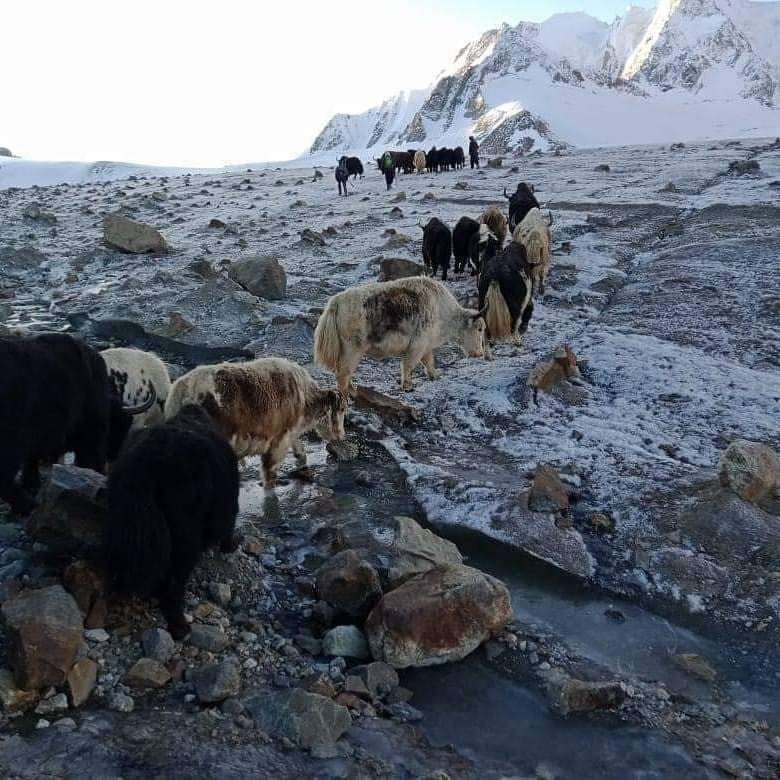 Yak herd crossing the mountain tundra