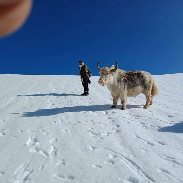 White yak standing next to a man on a snowy plain