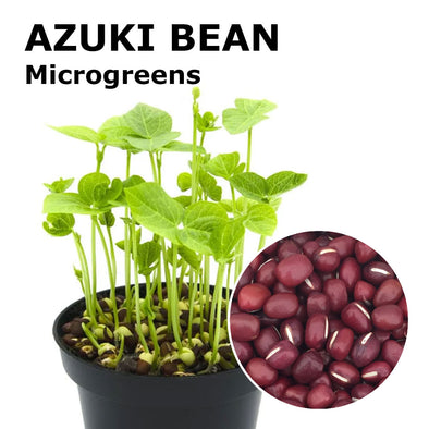 Microgreen seeds - Azuki bean Doraemon