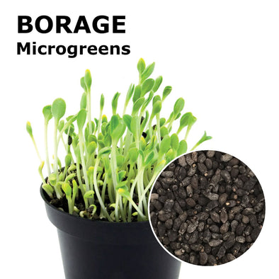 Microgreen seeds - Borage Emerald