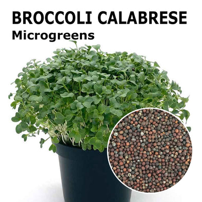 Microgreen seeds - Broccoli calabrese Sibari