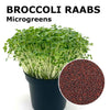 Microgreen seeds - Broccoli raabs Murge