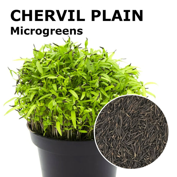 Microgreen seeds - Chervil plain Unicorn