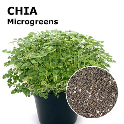 Microgreen seeds - Chia Helmet