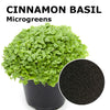 Microgreen seeds - Cinnamon basil Bronze