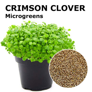 Microgreen seeds - Crimson clover Graal
