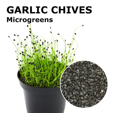 Microgreen seeds - Garlic chives Pucca