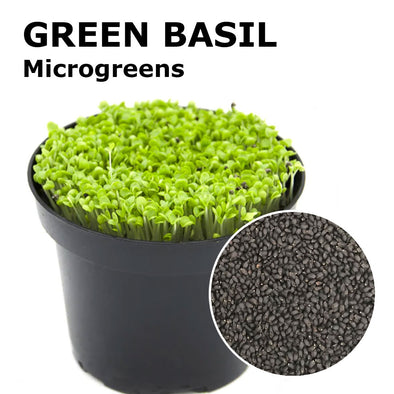 Microgreen seeds - Green basil Zena