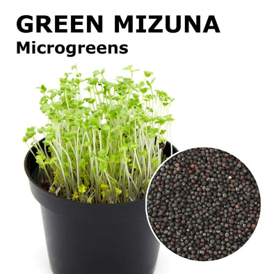 Microgreen seeds - Green mizuna Mila