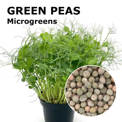 Microgreen seeds - Green peas Viridios