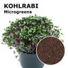 Microgreen seeds - Kohlrabi Bacco