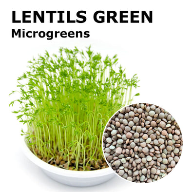 Microgreen seeds - Lentils green Velvet