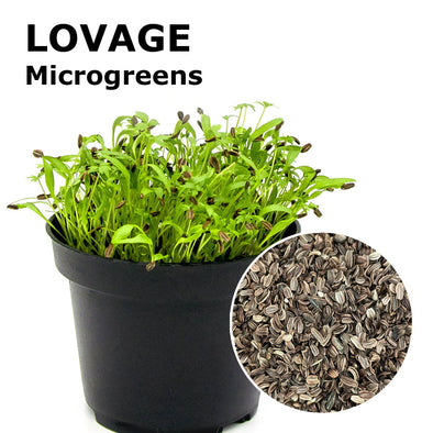 Microgreen seeds - Lovage Alpi