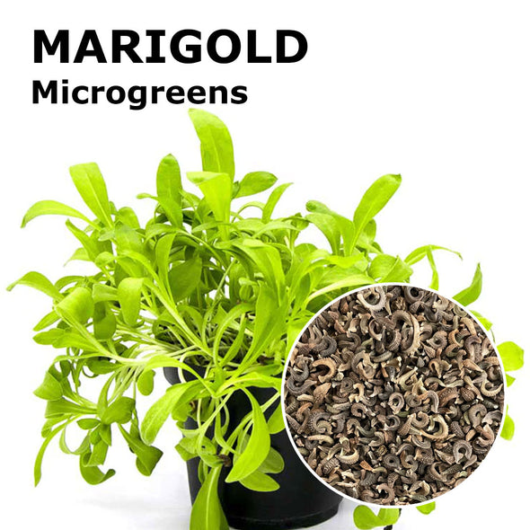 Microgreen seeds - Marigold Cheope