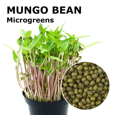 Microgreen seeds - Mungo Bean Isidoro
