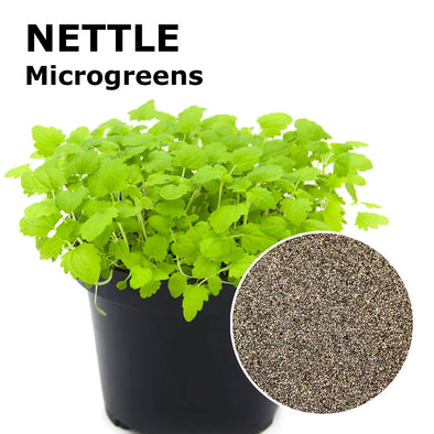 Microgreen seeds - Nettle Thor