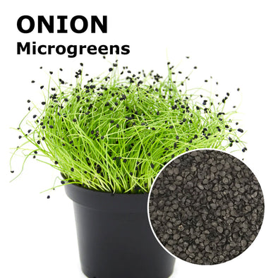 Microgreen seeds - Onion Pinga