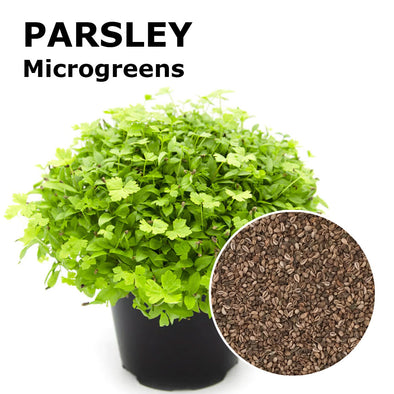 Microgreen seeds - Parsley Gulliver