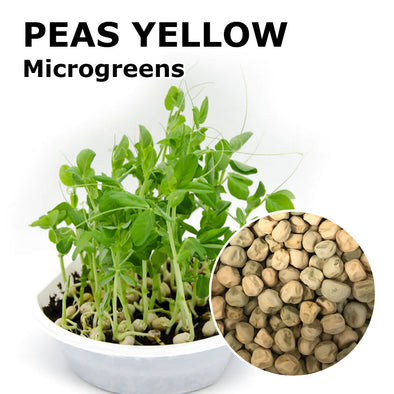 Microgreen seeds - Peas yellow Apollo