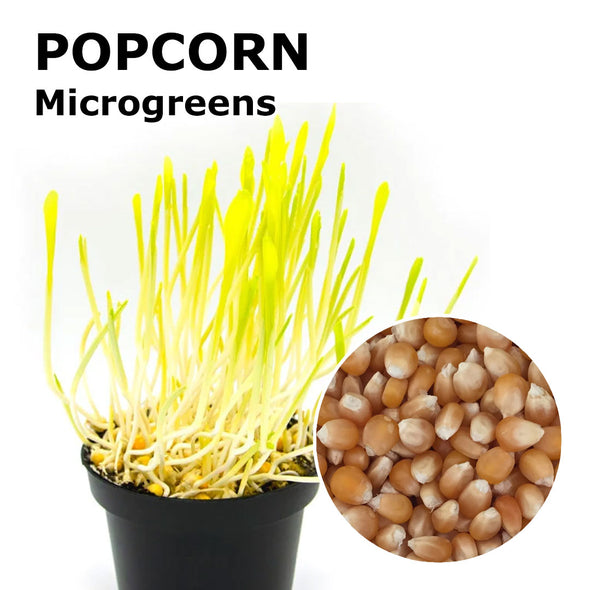 Microgreen seeds - Popcorn Flash