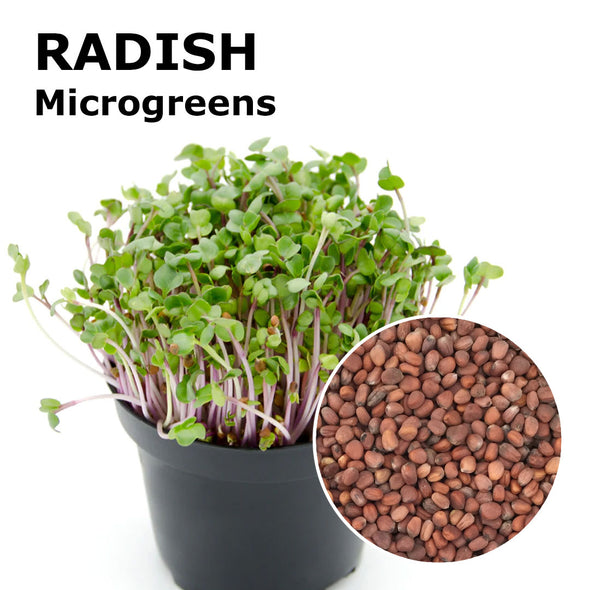 Microgreen seeds - China Rose radish