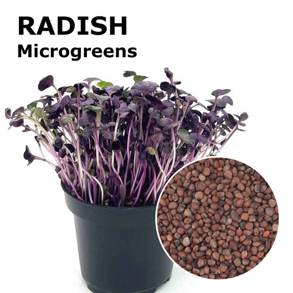 Microgreen seeds - Radish Tango