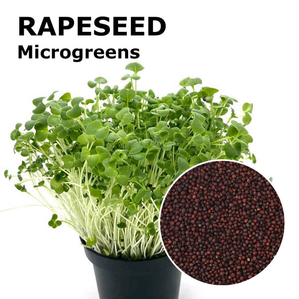 Microgreen seeds - Rapeseed Lillo
