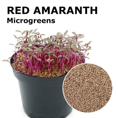 Microgreen seeds - Red Amaranth Flame