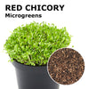 Microgreen seeds - Red chicory Leila