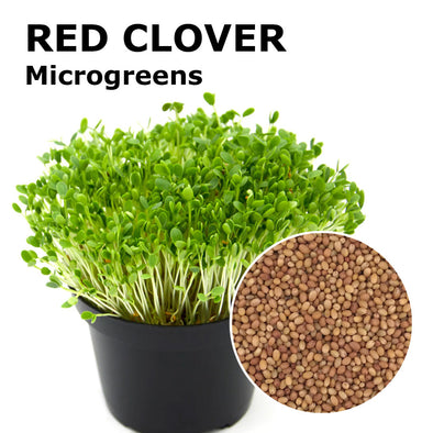 Microgreen seeds - Red clover Merlino