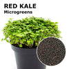 Microgreen seeds - Red kale Zivago