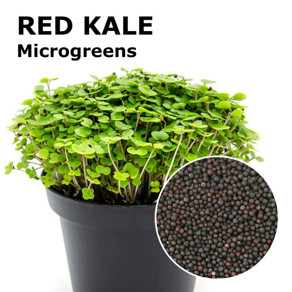 Microgreen seeds - Red kale Zivago