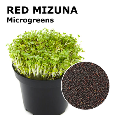 Microgreen seeds - Red mizuna Shiro