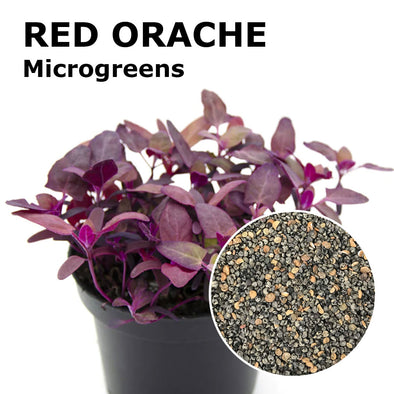Microgreen seeds - Red orache Grisù
