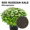 Microgreen seeds - Red russian kale Portugal