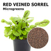 Microgreen seeds - Red veined sorrel Sidro