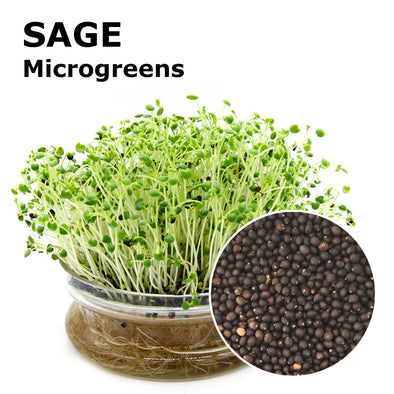 Microgreen seeds - Sage Bomber