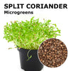 Microgreen seeds - Split coriander Giano