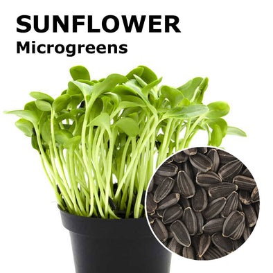 Microgreen seeds - Sunflower Ukko