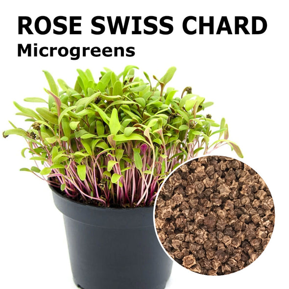 Microgreen seeds - Rose swiss chard Confetti