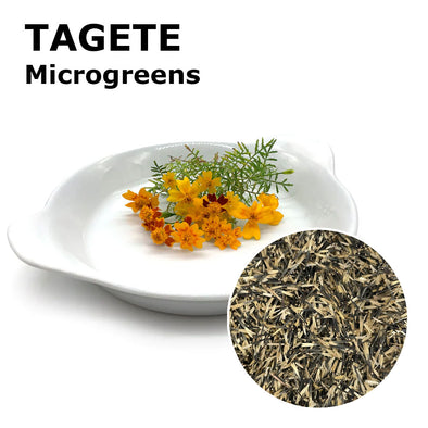 Microgreen seeds - Tagete Baobab