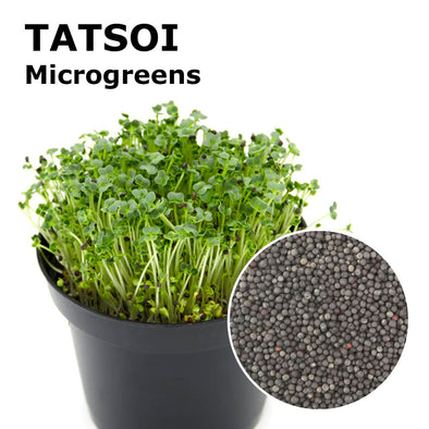 Microgreen seeds - Tatsoi Sampei