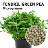 Microgreen seeds - Tendril green pea Etna