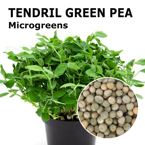 Microgreen seeds - Tendril green pea Etna