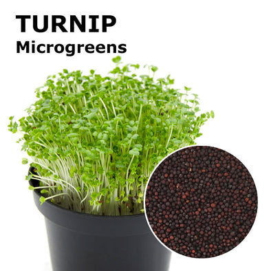 Microgreen seeds - Turnip Marshmellow