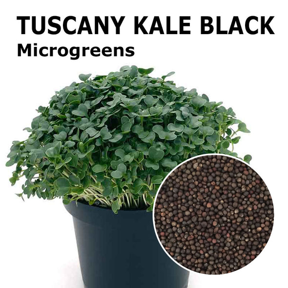 Microgreen seeds - Tuscany Kale black Salus