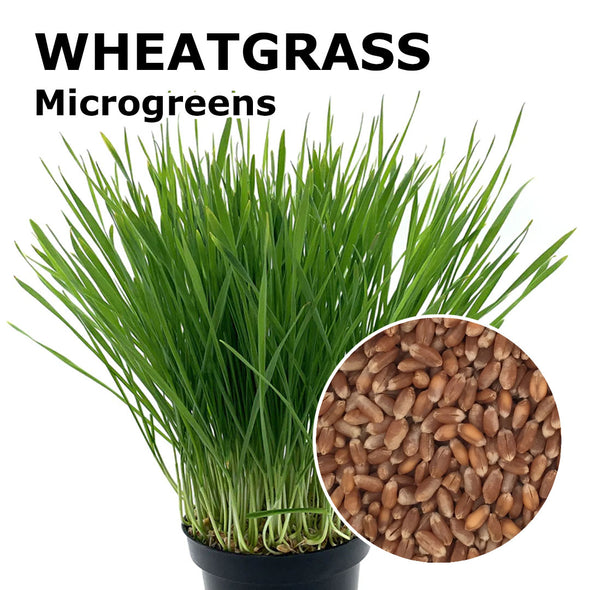 Microgreen seeds - Wheatgrass Incas