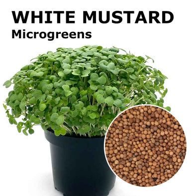 Microgreen seeds - White mustard Yeti