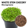 Microgreen seeds - White Stem chicory Luke