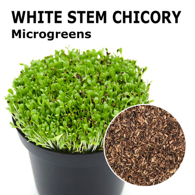 Microgreen seeds - White Stem chicory Luke